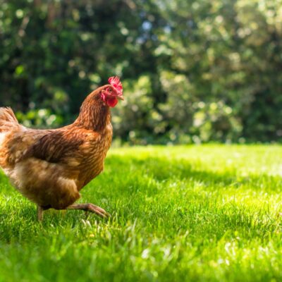 Do Chickens Have Full Color Vision?